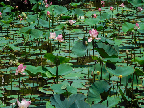Pink flowering lotus in the pond. Indian lotus, Sacred lotus, bean of India, Nymphaea nelumbo.