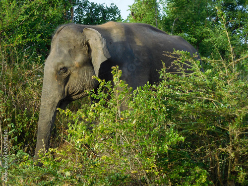 Sri Lankan elephant in wild nature, subspecie of the Asian elephant, Udawalawa, Sri Lanka.