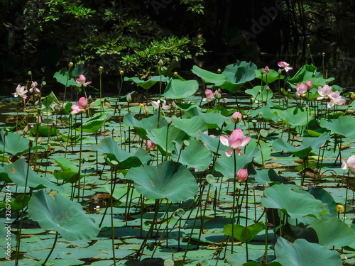 Pink flowering lotus in the pond. Indian lotus, Sacred lotus, bean of India, Nymphaea nelumbo.