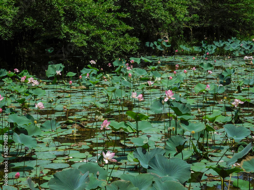 Pink flowering lotus in the pond. Indian lotus, Sacred lotus, bean of India, Nymphaea nelumbo.