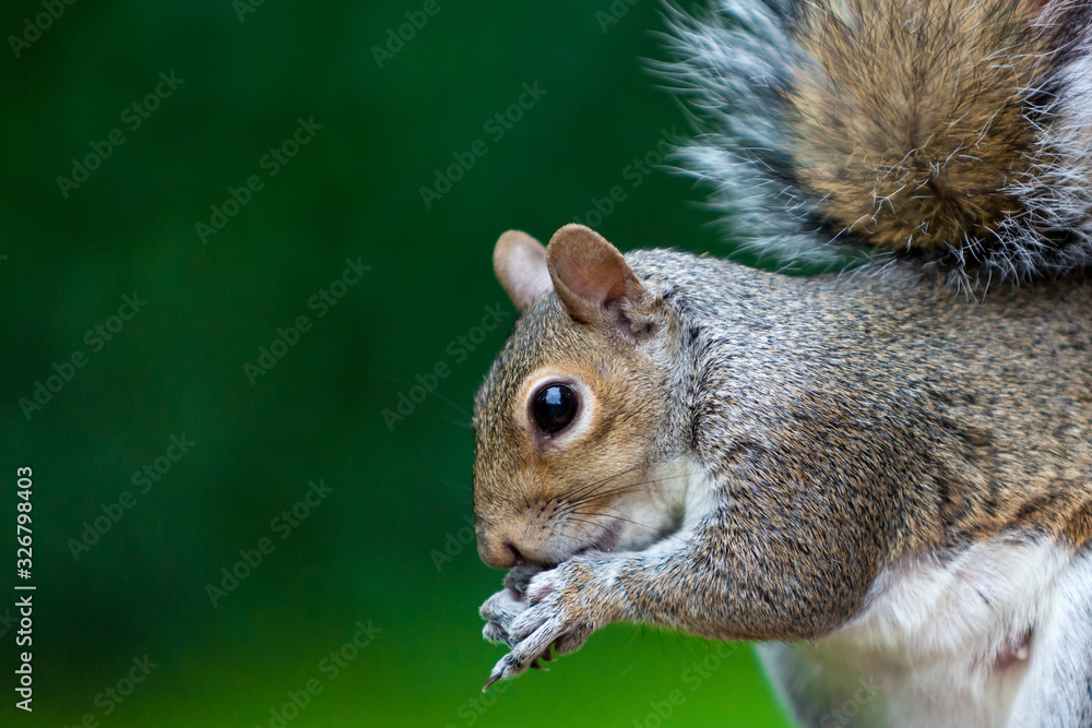 Obraz premium squirrels with lush green bokeh