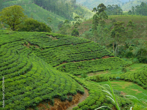 Sri Lankan tea plantations in Horton Plains, Sri Lanka.