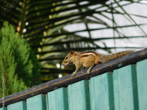 The Indian palm squirrel or three-striped palm squirrel on the fence in town, Funambulus Palmarum.
