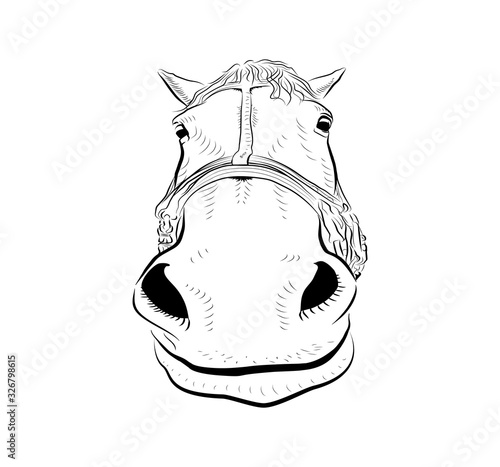 The horse head. Sketch art. Glad emotion.