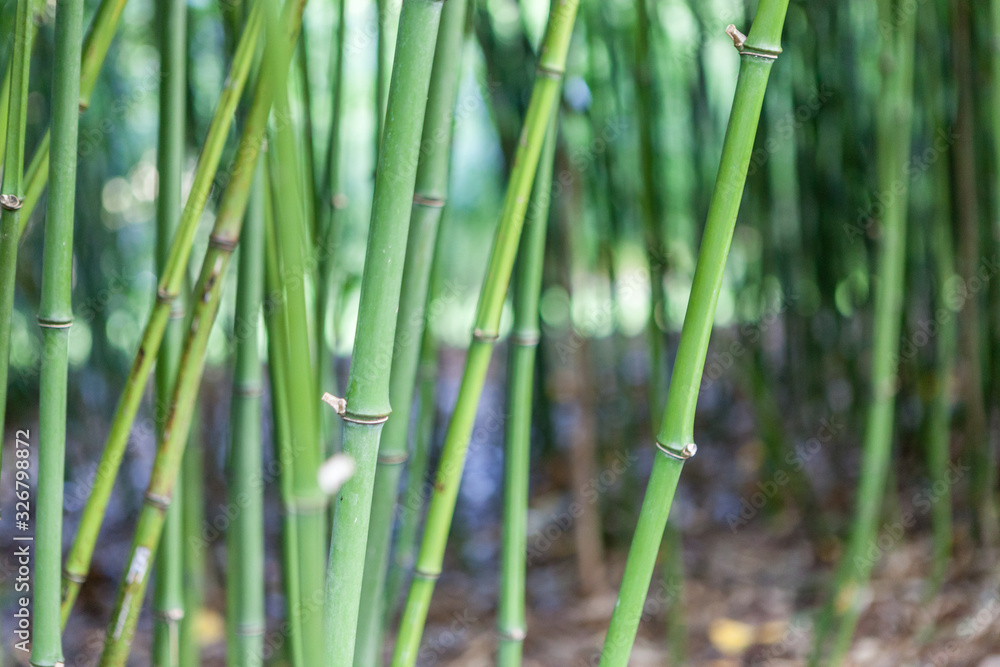 Obraz premium bamboo trees close up