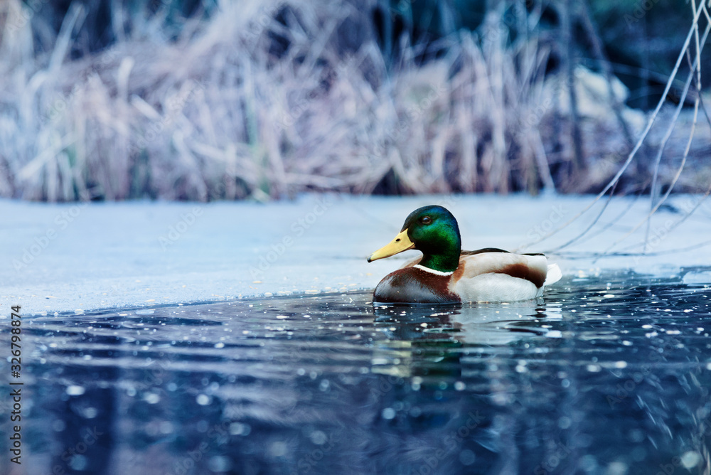 Wild duck swimming in a winter lake