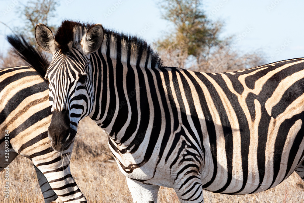 Zebra in the Kruger National Park, South Africa Zebra in the Kruger National Park, South Africa