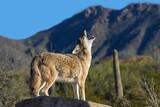 Coyote Howling in Arizona Desert