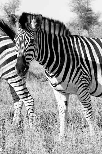 Zebra in the Kruger National Park, South Africa photo