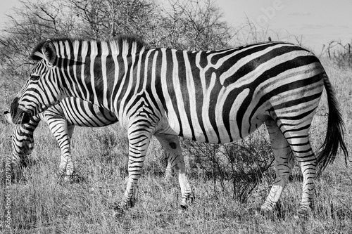 Zebra in the Kruger National Park  South Africa