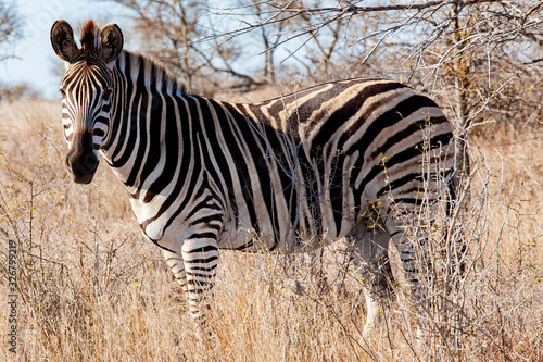 Zebra in the Kruger National Park  South Africa