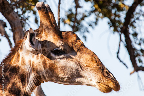 Giraffe in the Kruger National Park  South Africa