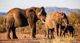 African elephants in the Kruger National Park, South Africa