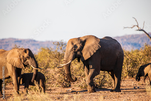 African elephant in the Kruger National Park, South Africa