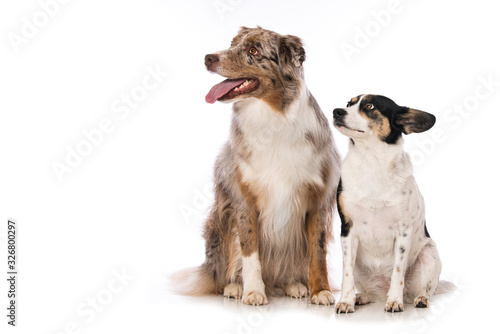 Fototapeta Naklejka Na Ścianę i Meble -  Two dogs sitting side by side and looking up