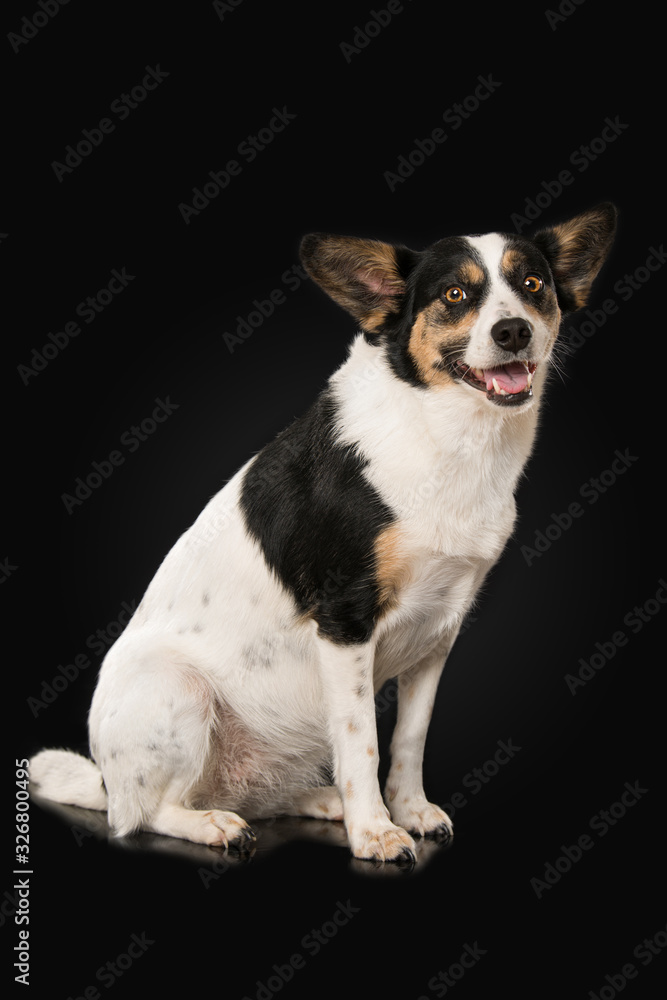 Cute mixed breed dog on black background