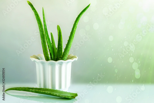 Aloe vera plant as alternative medicine. Restorative  renewal cosmetics. Skin care concept. Aloe vera isolated closeup  on the background with bokeh.