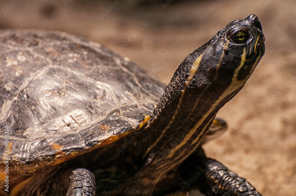 Schildkröte Schildkröte