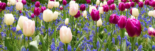 Beautiful spring flowers colorful garden backround. Group of viloet and white tulips in the park wide banner or panorama. #326802805