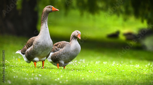 Greylag goose (anser anser) feeding on green flower meadow. Grey geese looking at me.