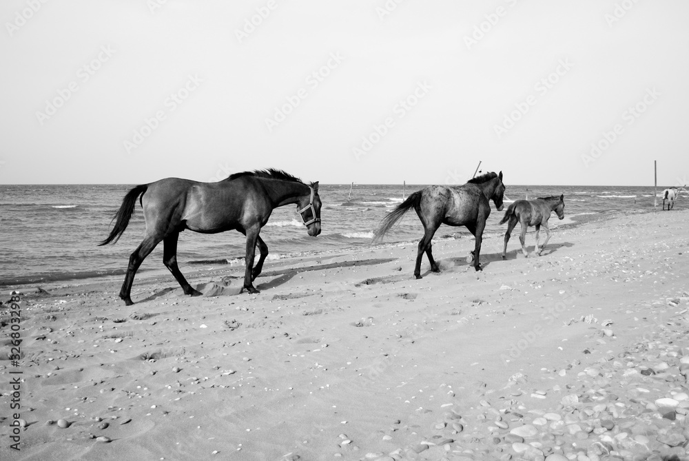 A nice view of some horses in the beach A nice view of some horses in the beach