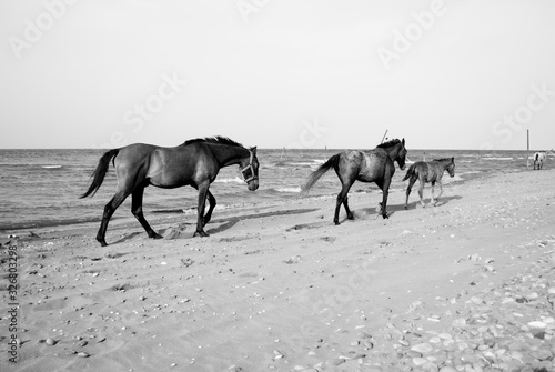 A nice view of some horses in the beach