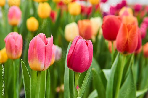 growing vibrant pink and purple tulips close-up