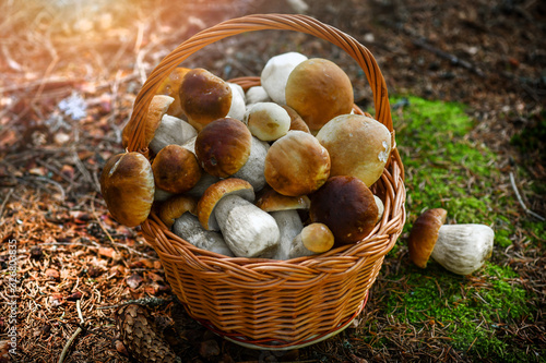 Mushroom Boletus in wooden wicker basket. Autumn Cep Mushrooms. Spring Boletus edulis detail. Cooking delicious organic food mushroom.