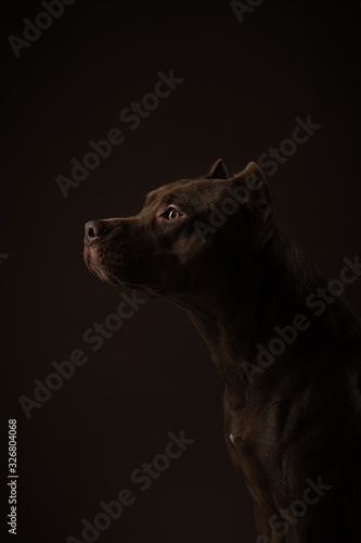 dog on a dark background. profile portrait Pit bull terrier in the studio. Cute pet