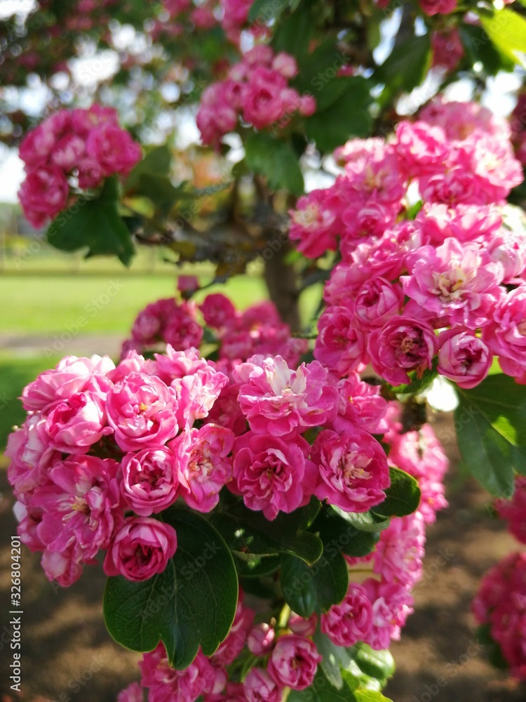 pink flowers in the garden