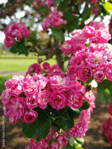 pink flowers in the garden © Rungkamon