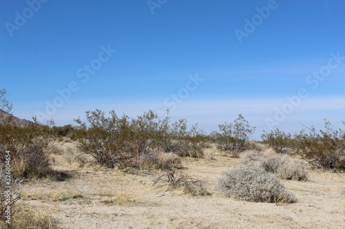 One of many reasons native plants are important is promotion of biodiversity through co evolved ecological relationships, such as those occurring in Joshua Tree National Park.