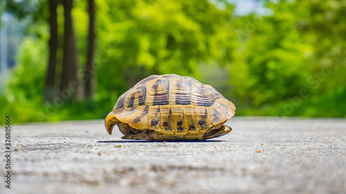 turtle protect her self in her shell