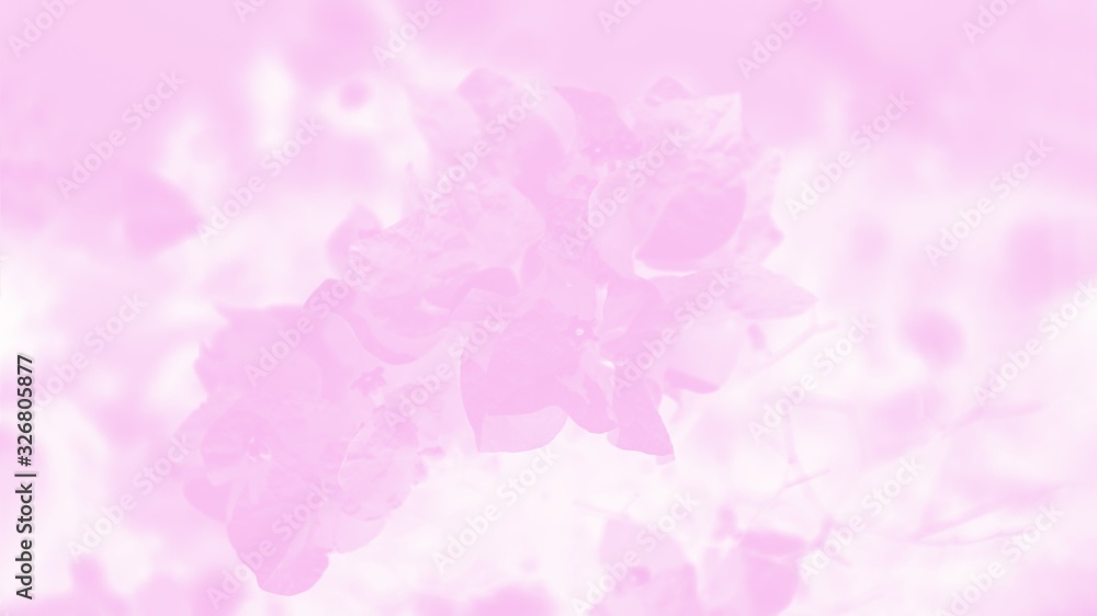 Blooming bougainvillea flowers background. Pink and white color background with flower pattern. 16:9 panoramic format Blooming bougainvillea flowers background. Pink and white color background with flower pattern. 16:9 panoramic format