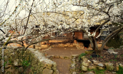 Traditional korean house (hanok) in Gwangyang, South Korea, during Maehwa flower festival,