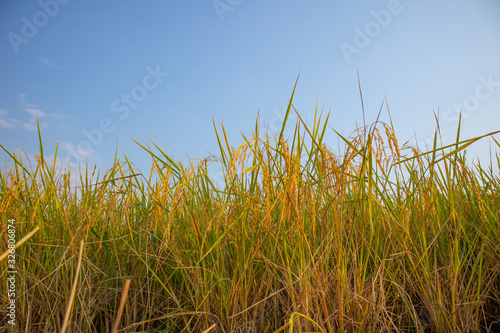 Golden golden ears on rice fields