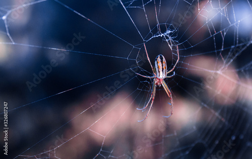 colorful spider in its cobweb