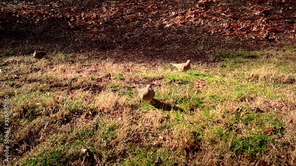 beautiful mourning doves on grass beautiful mourning doves on grass