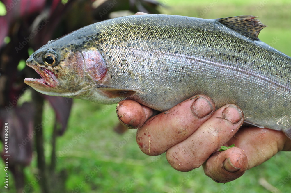 Fishing in trout farm in the countryside