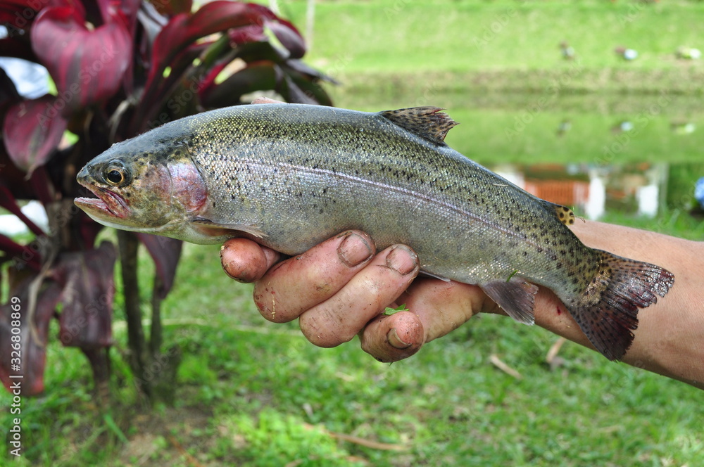 Fishing in trout farm in the countryside Fishing in trout farm in the countryside
