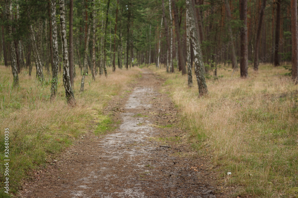 Sandy road in the Polish forest near the sea Sandy road in the Polish forest near the sea
