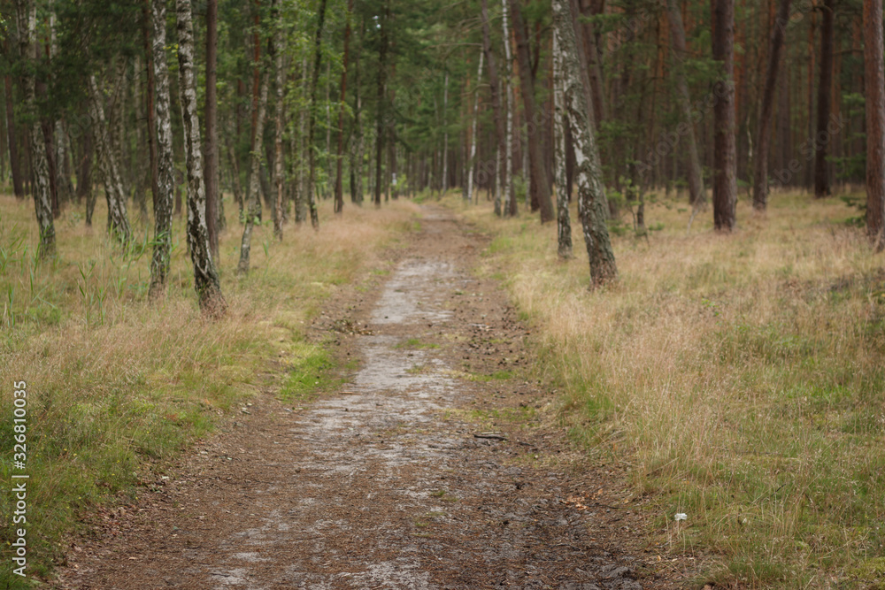 Sandy road in the Polish forest near the sea