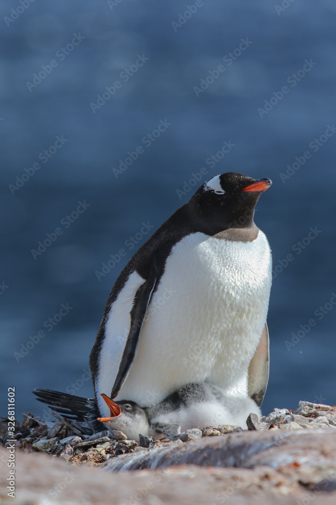 Fototapeta premium Gentoo Penguin with his chick