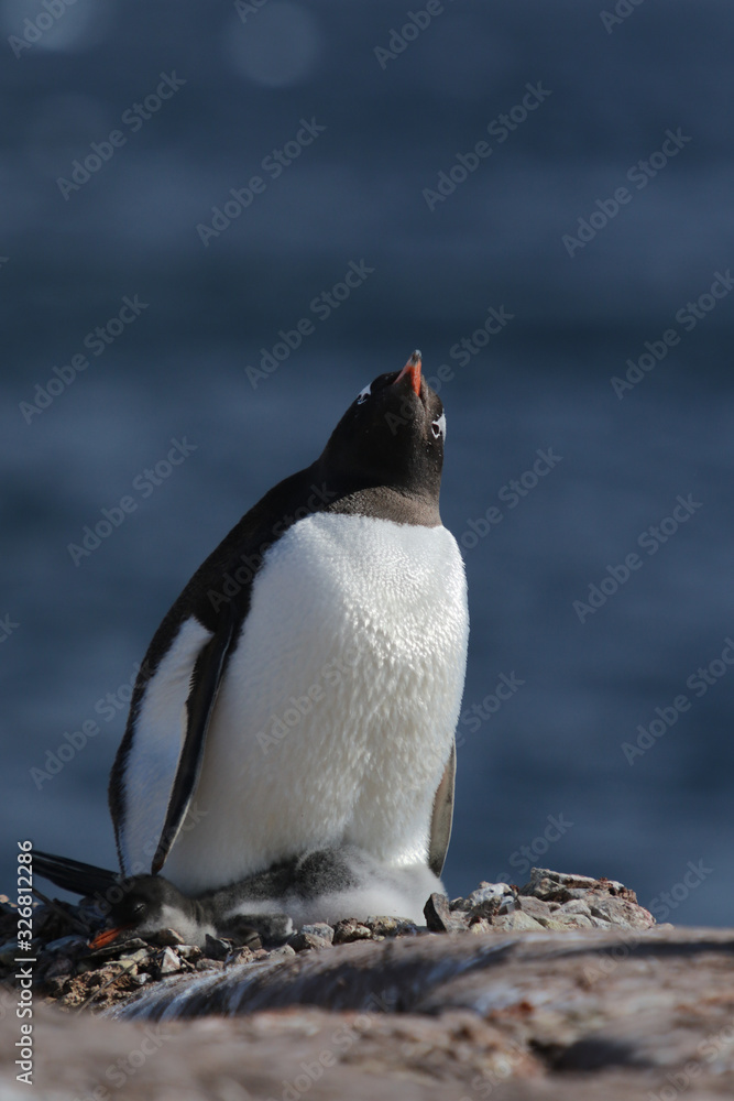 Fototapeta premium Gentoo Penguin with his chick