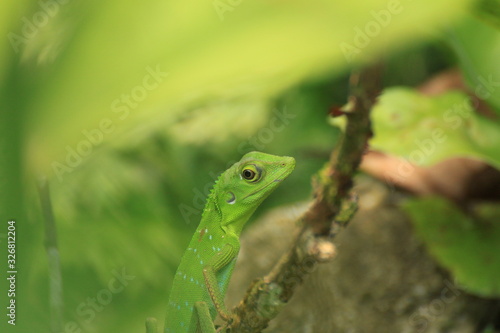 Crested Green Lizard, Borneo Island