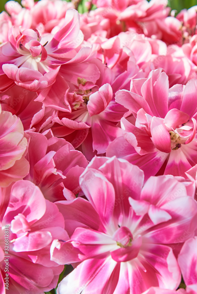 Full frame of Terry bright pink and white tulips. Symbol of spring, love and tenderness.