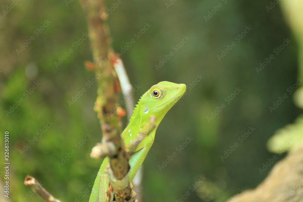 Crested Green Lizard, Borneo Island Crested Green Lizard, Borneo Island
