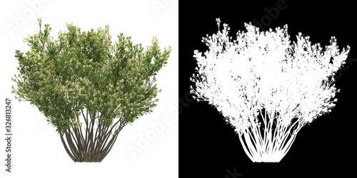 Front view of tree (Baccharis Pilularis) png with alpha channel to cutout made with 3D render