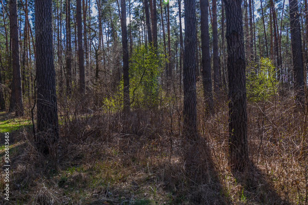 Fototapeta premium Pine forest in spring