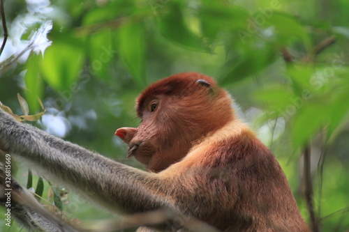 The proboscis monkey (Nasalis larvatus) or long-nosed monkey, Malaysia